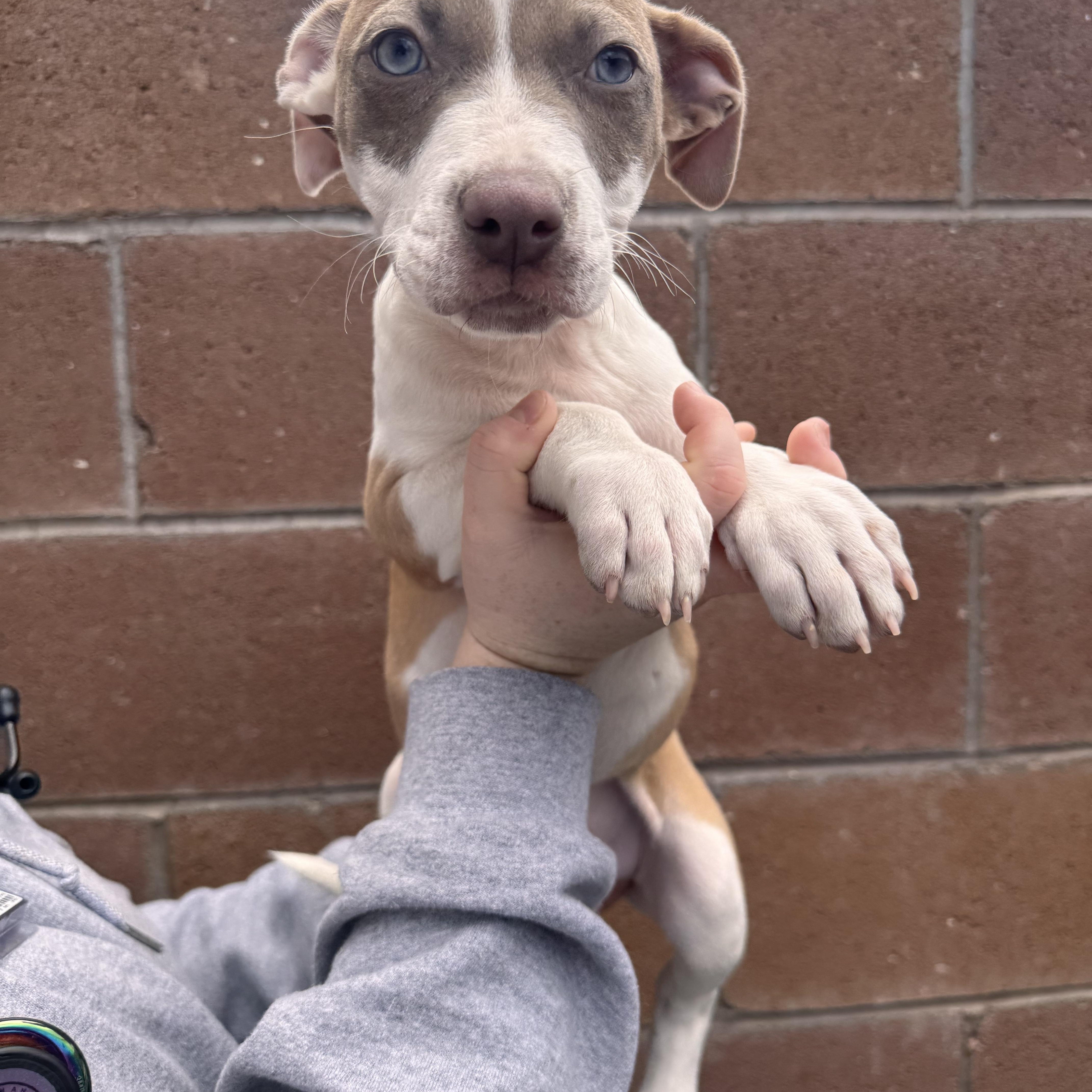 Giraffe, ADOPTABLE, Puppy Female Pit Bull Terrier.