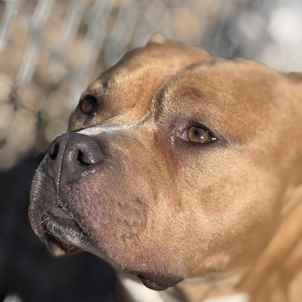 Josephine "Josie" Yam Candy (fka Pooh), a Adoptable Pit Bull Terrier in Halethorpe, MD image 1/6