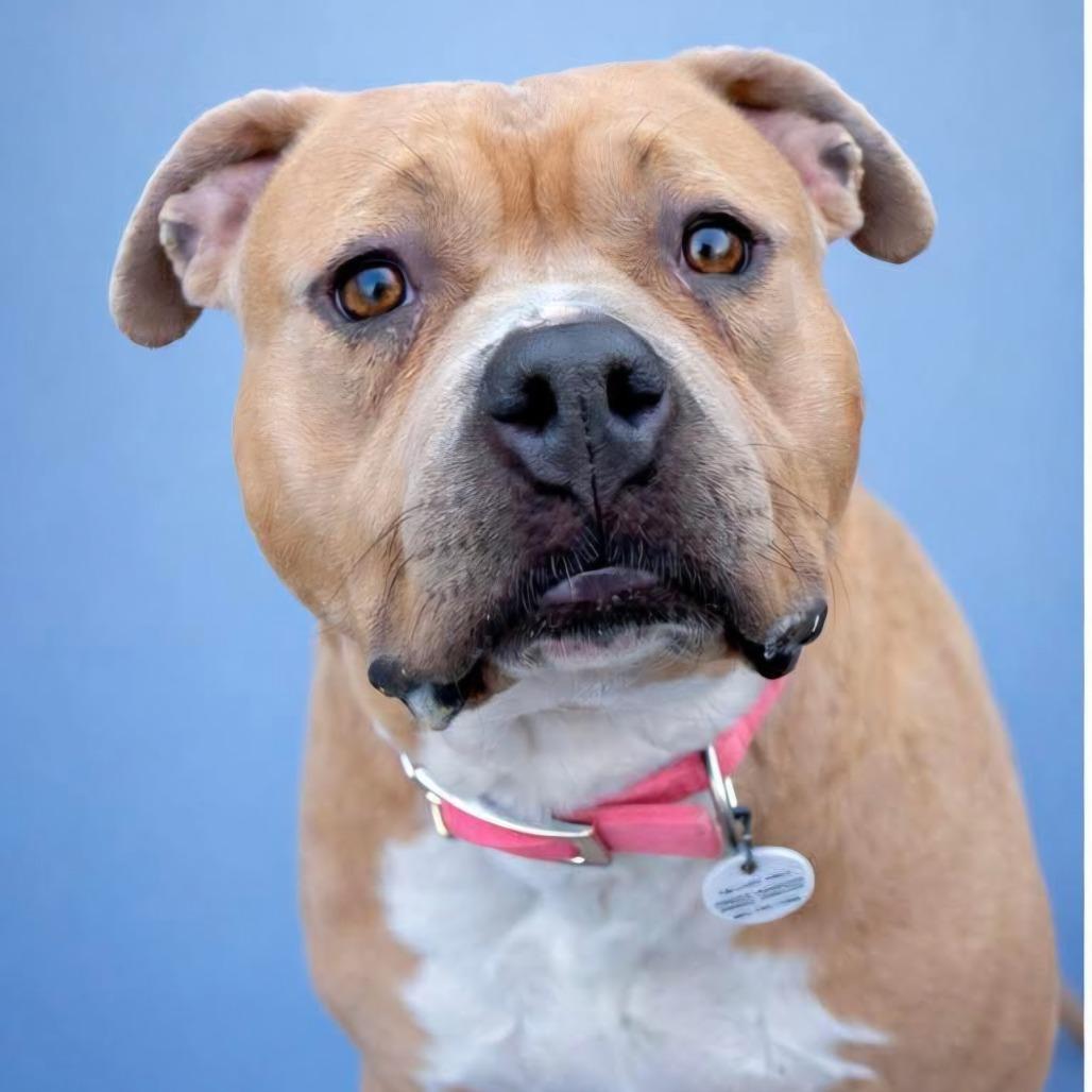 Josephine "Josie" Yam Candy (fka Pooh), a Adoptable Pit Bull Terrier in Halethorpe, MD image 5/6