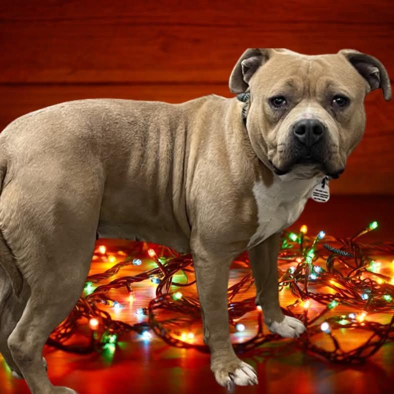 Josephine "Josie" Yam Candy (fka Pooh), a Adoptable Pit Bull Terrier in Halethorpe, MD image 6/6