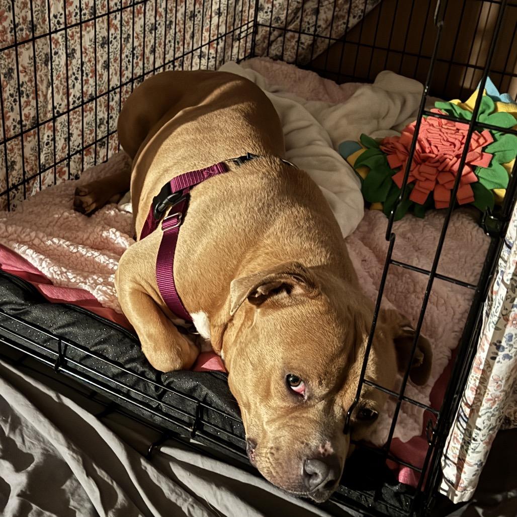 Josephine "Josie" Yam Candy (fka Pooh), a Adoptable Pit Bull Terrier in Halethorpe, MD image 3/6