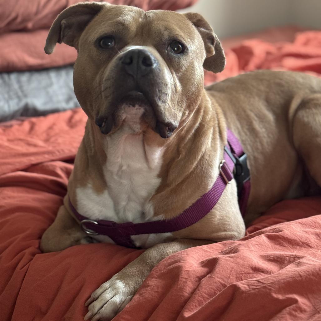 Josephine "Josie" Yam Candy (fka Pooh), a Adoptable Pit Bull Terrier in Halethorpe, MD image 4/6