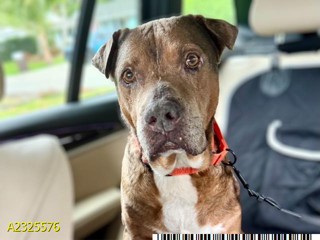 RANDY, Adoptable, Adult Male Mixed Breed.