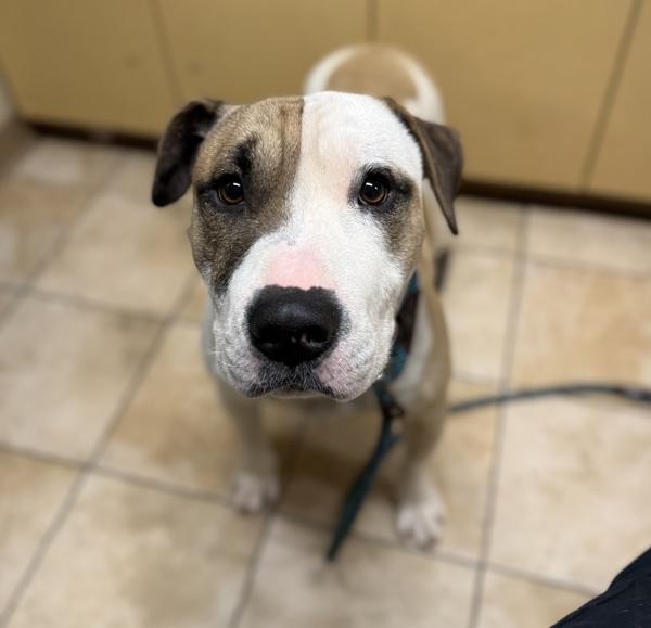 Thor (mcas), Adoptable, Adult Male Mixed Breed.