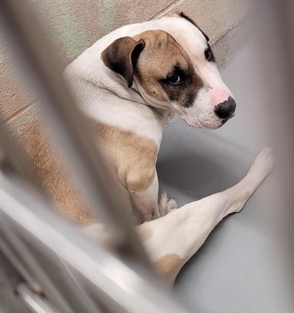 Enlarge Thor (mcas), a Adoptable mixed breed in Troutdale, OR image 2/2