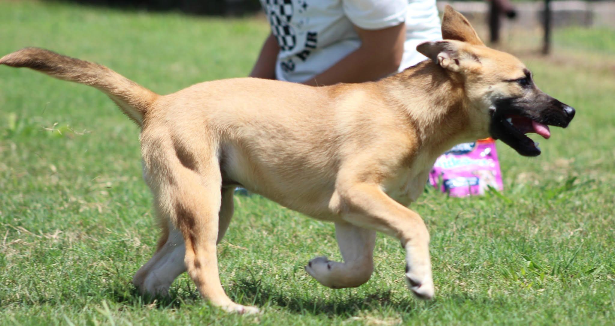 Hope, a Adoptable mixed breed in Temple, TX image 4/5