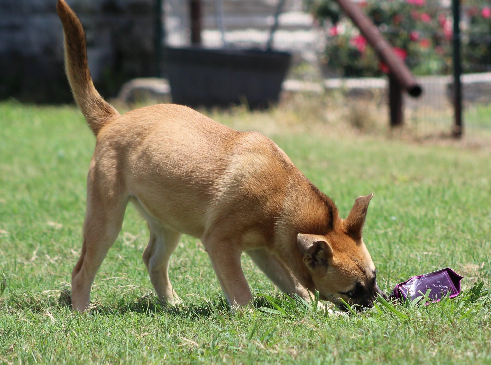 Hope, a Adoptable mixed breed in Temple, TX image 5/5