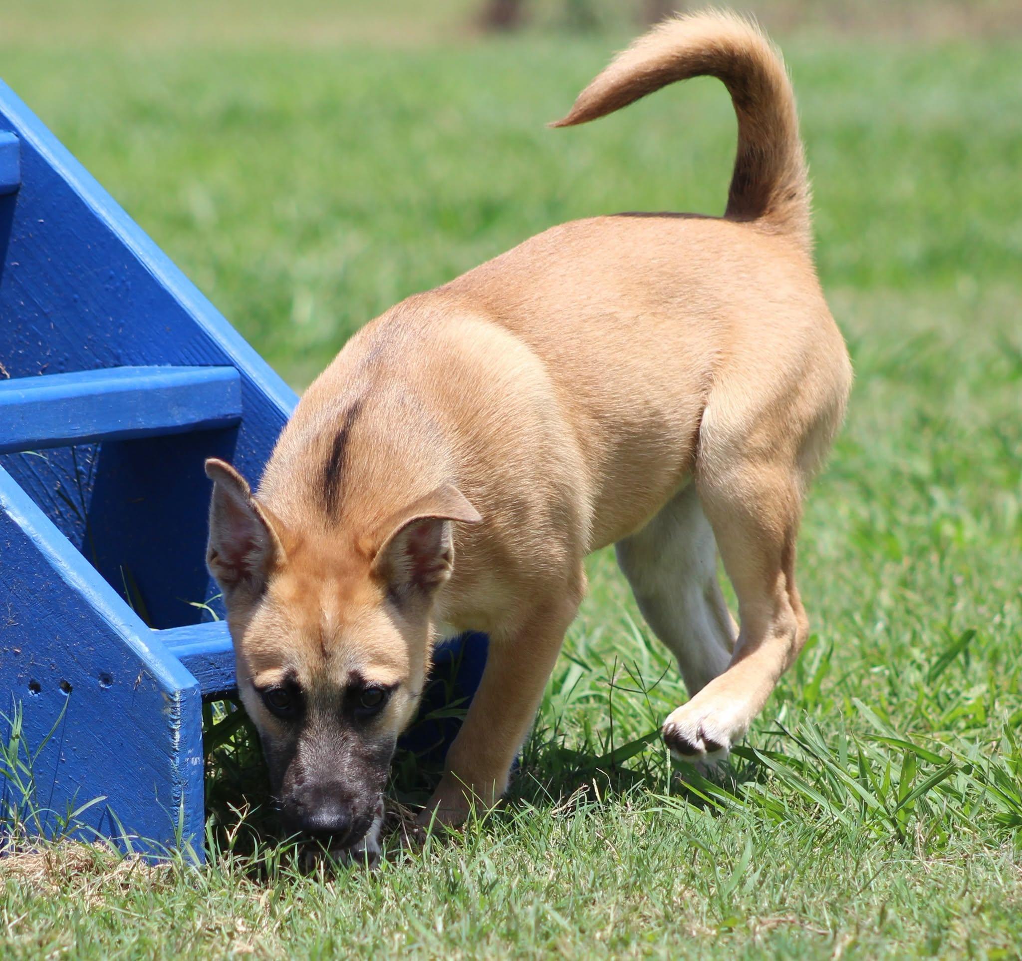 Hope, a Adoptable mixed breed in Temple, TX image 2/5