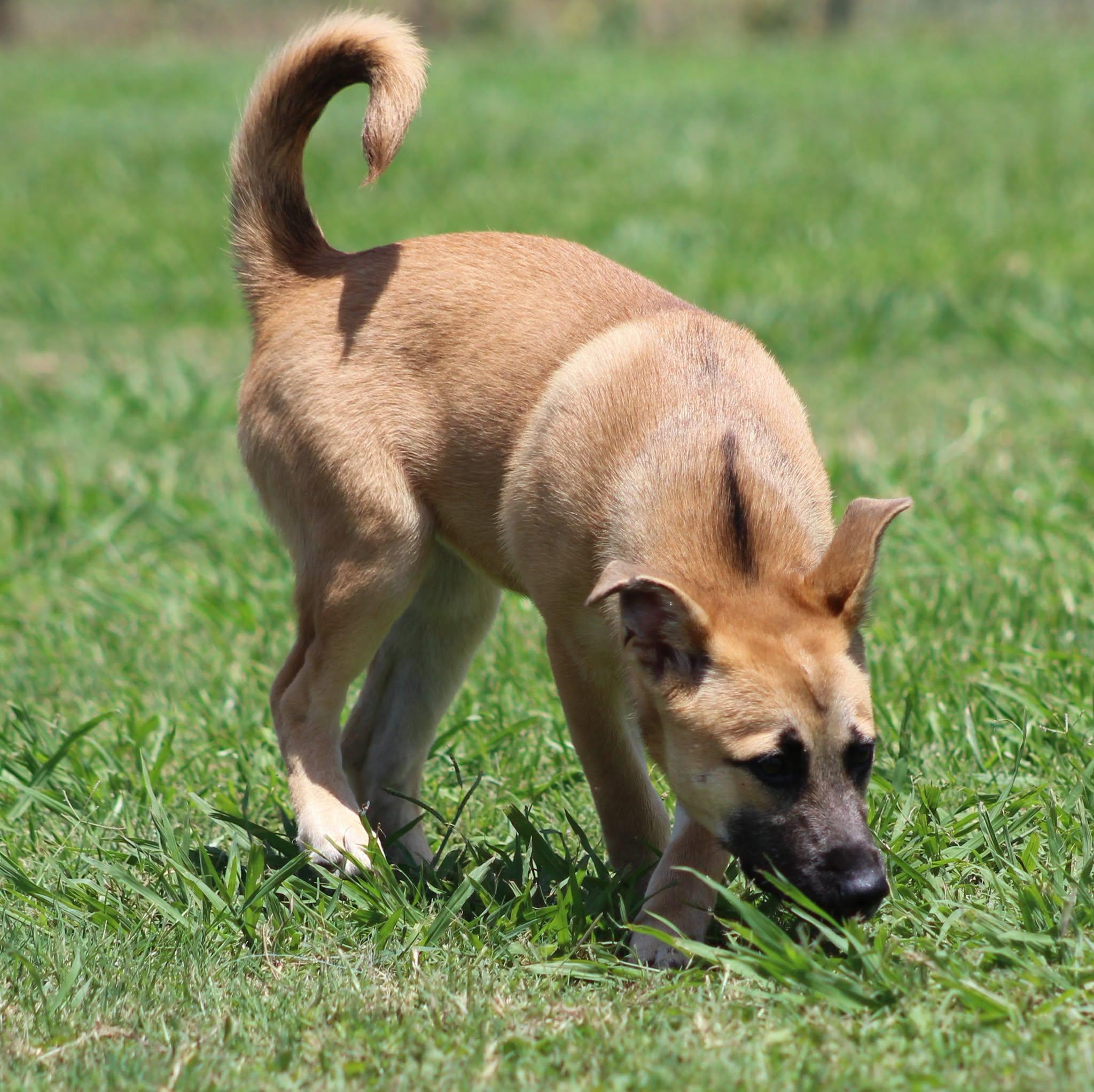 Hope, a Adoptable mixed breed in Temple, TX image 3/5