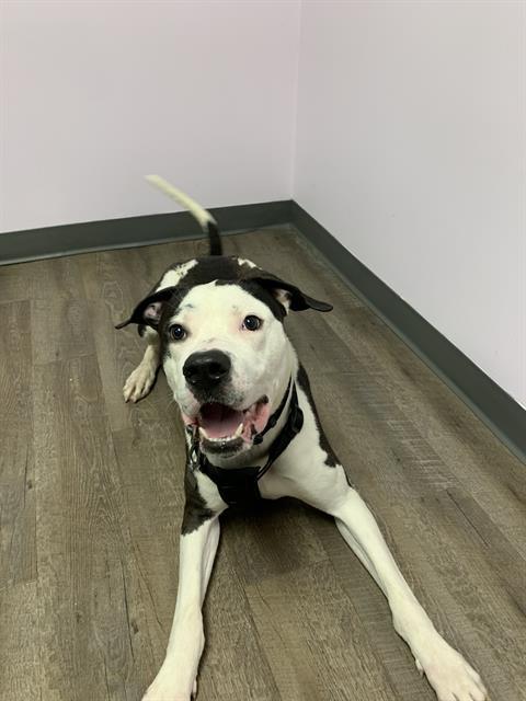 ROO, Adoptable, Young Male American Bulldog & Great Dane.