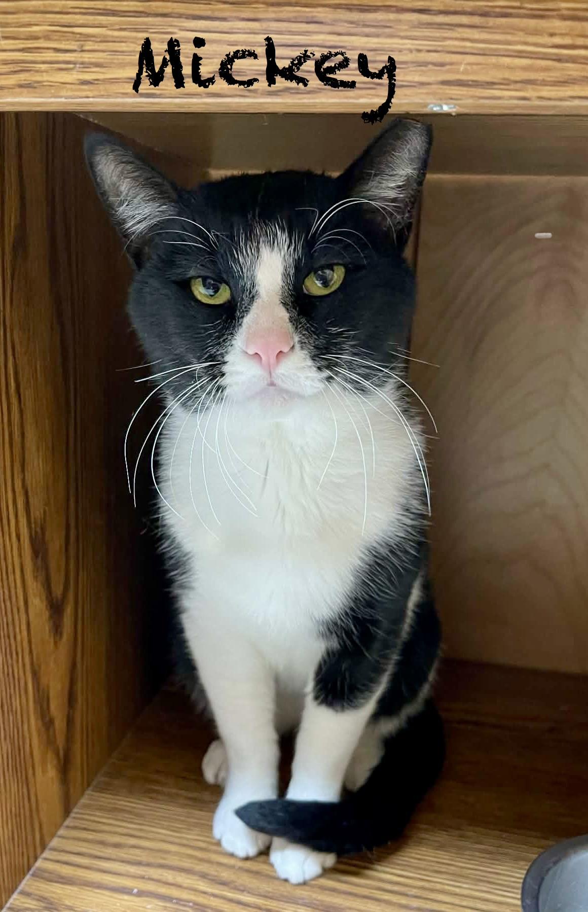 Mickey, Adoptable, Adult Male Domestic Short Hair.