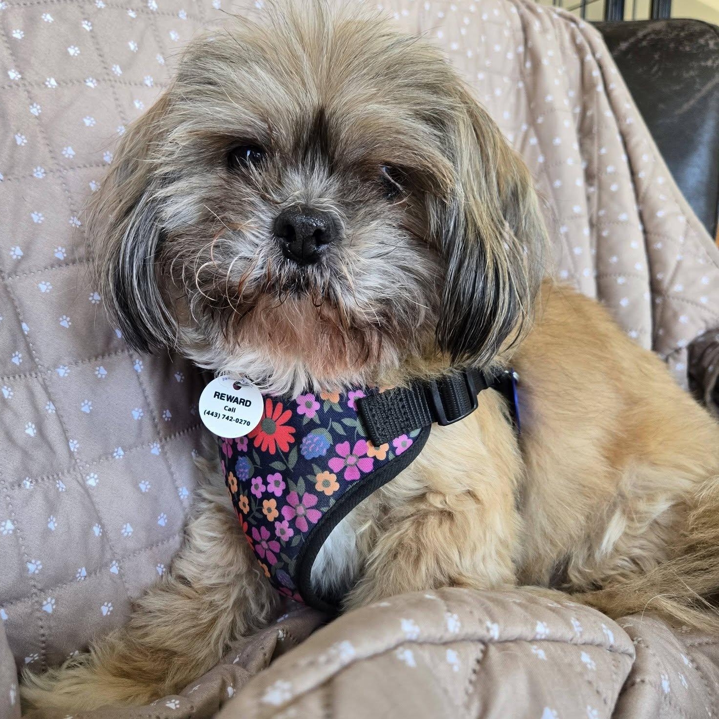 Enlarge Cholula, an adoptable mixed breed in Severn, MD image 2/4