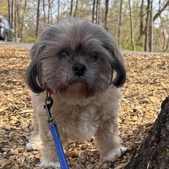 Enlarge Cholula, an adoptable mixed breed in Severn, MD image 3/4