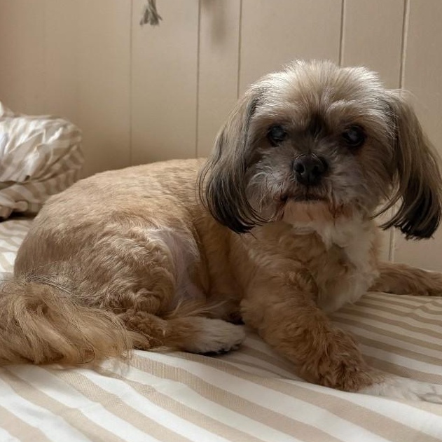 Enlarge Cholula, an adoptable mixed breed in Severn, MD image 4/4