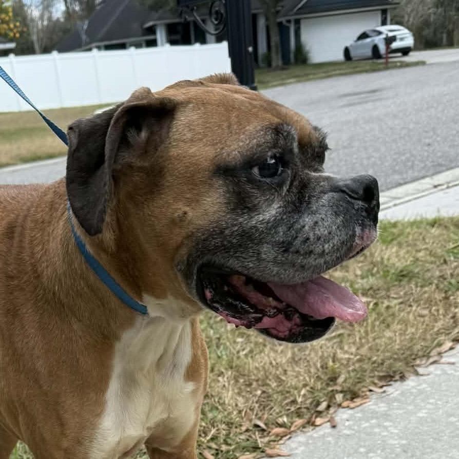 Suzy, ADOPTABLE, Senior Female Boxer.