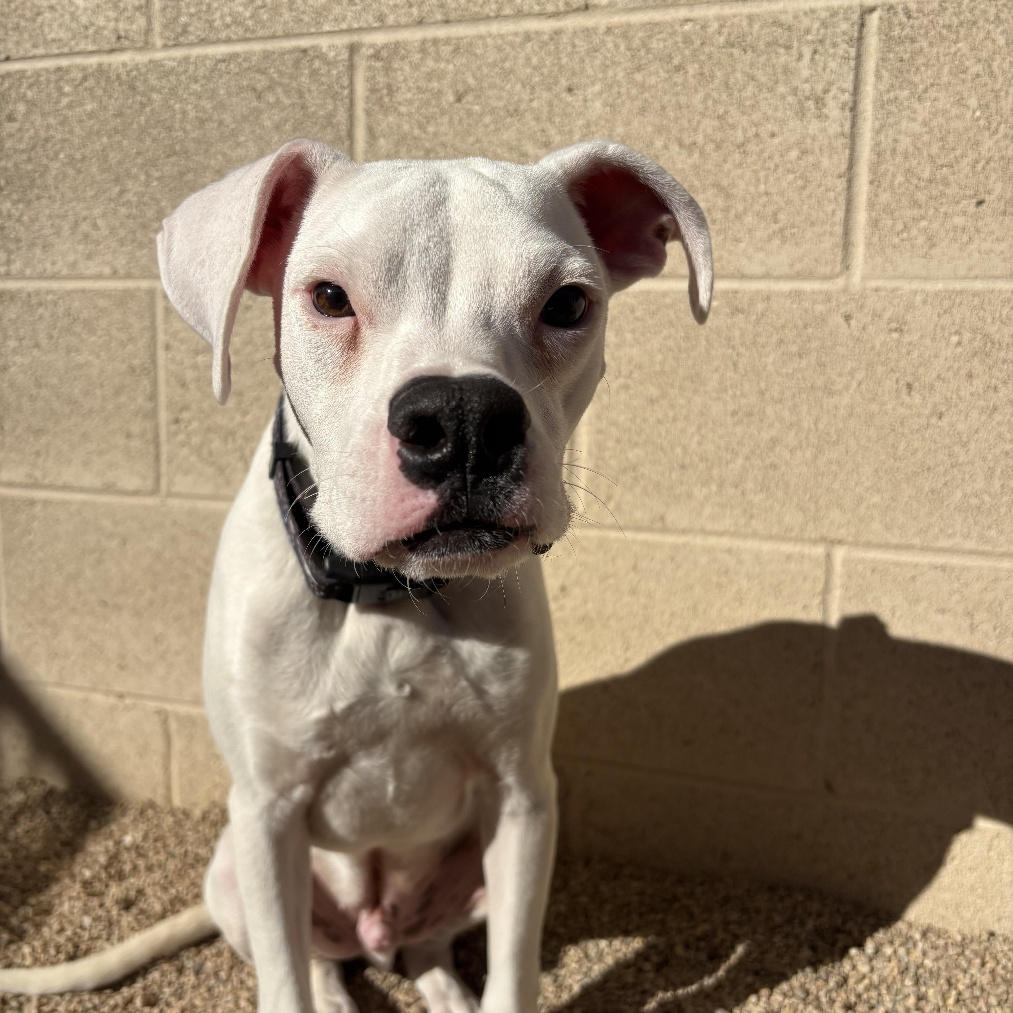 Finley, Adoptable, Puppy Male Boxer.