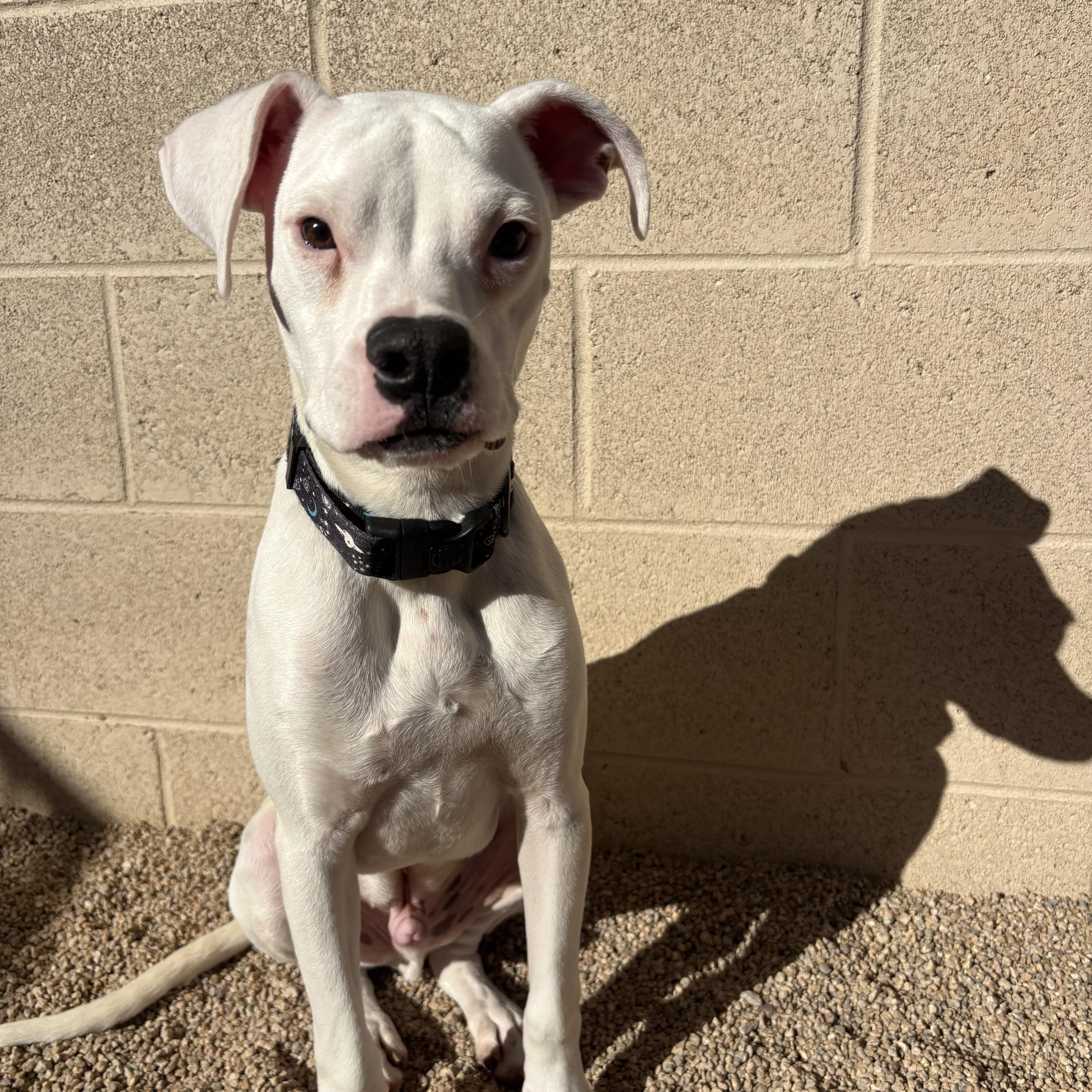 Enlarge Finley, a Adoptable Boxer in Phoenix, AZ image 2/3