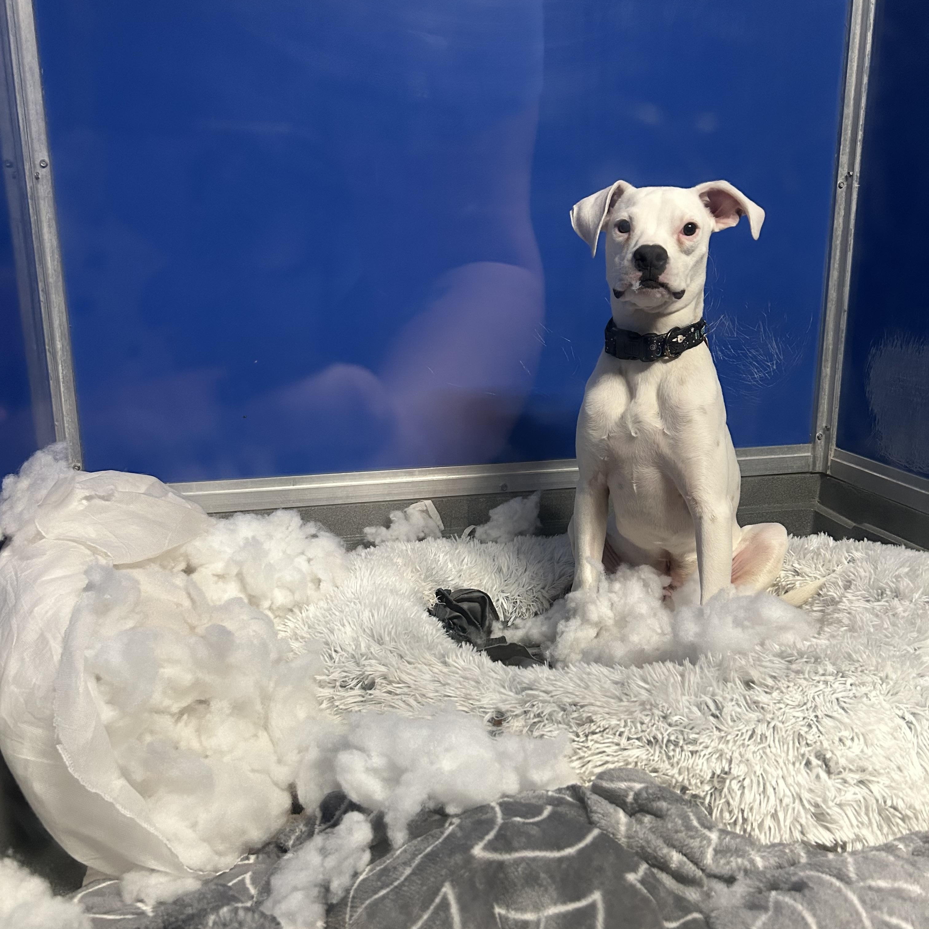 Enlarge Finley, a Adoptable Boxer in Phoenix, AZ image 3/3