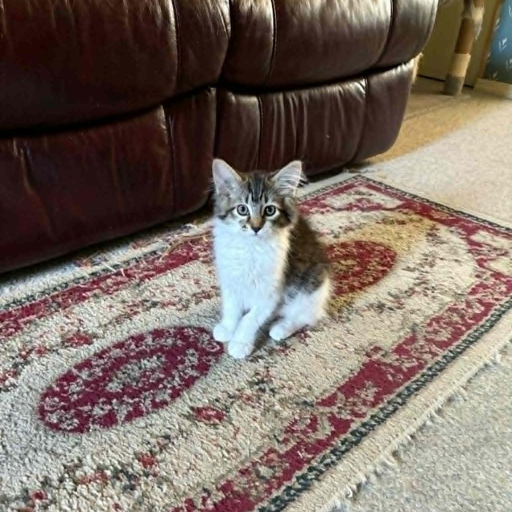Echo, Adoptable, Kitten Female Domestic Medium Hair.