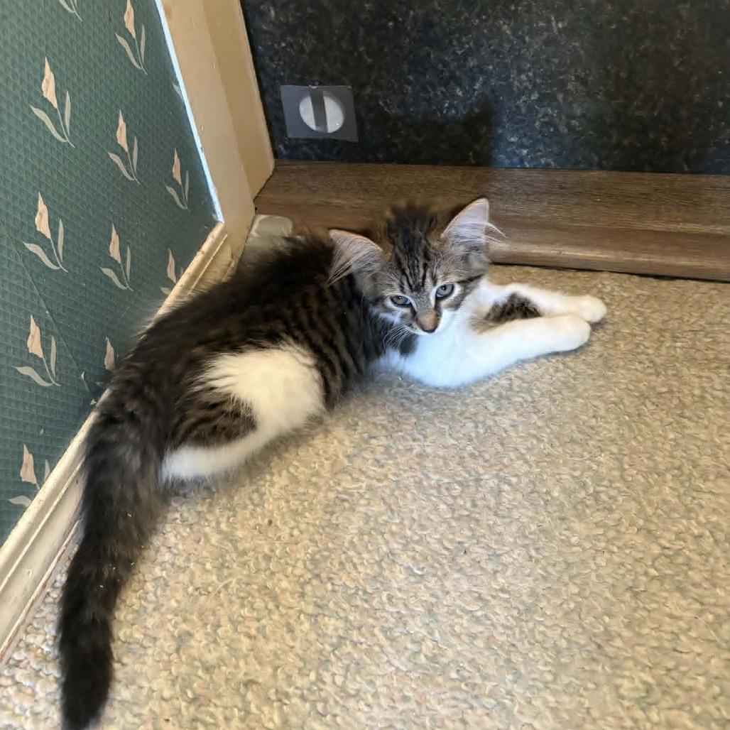 Enlarge Echo, a Adoptable Domestic Medium Hair in Abbotsford, BC image 2/6
