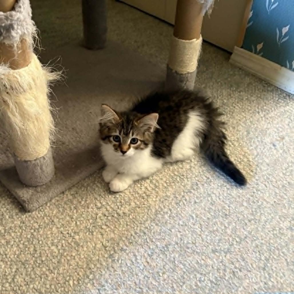 Enlarge Echo, a Adoptable Domestic Medium Hair in Abbotsford, BC image 4/6
