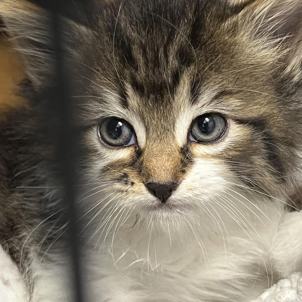 Enlarge Echo, a Adoptable Domestic Medium Hair in Abbotsford, BC image 5/6