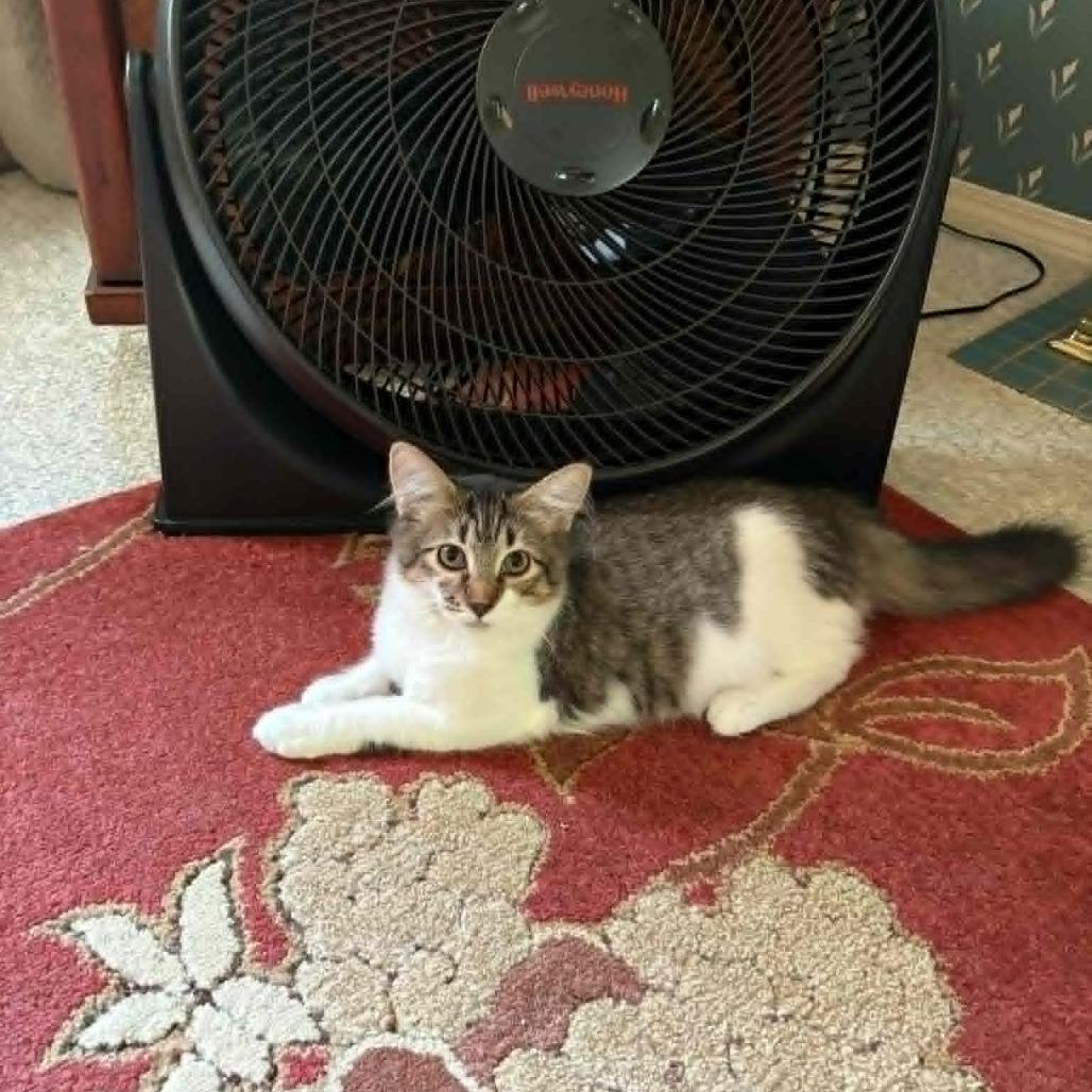 Enlarge Echo, a Adoptable Domestic Medium Hair in Abbotsford, BC image 6/6