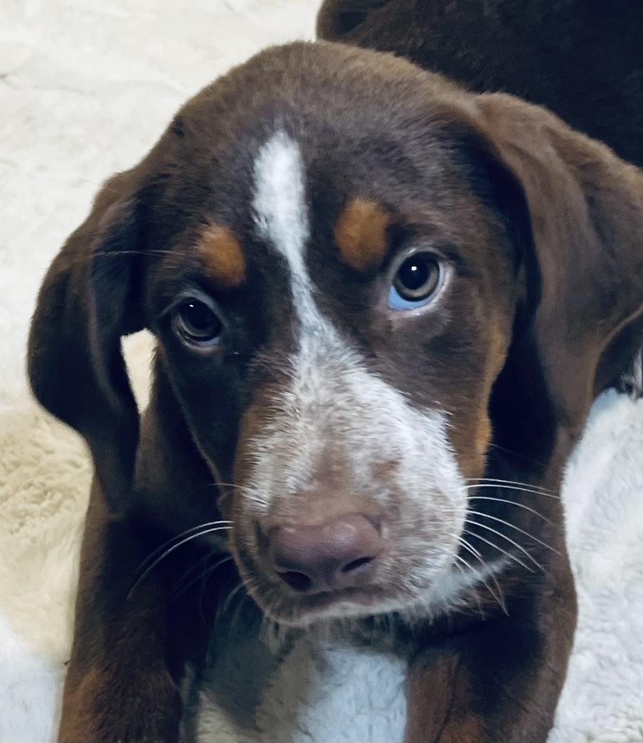 Ginger! Sweet and cuddly!, a Adopted mixed breed in Milford , NH image 1/6