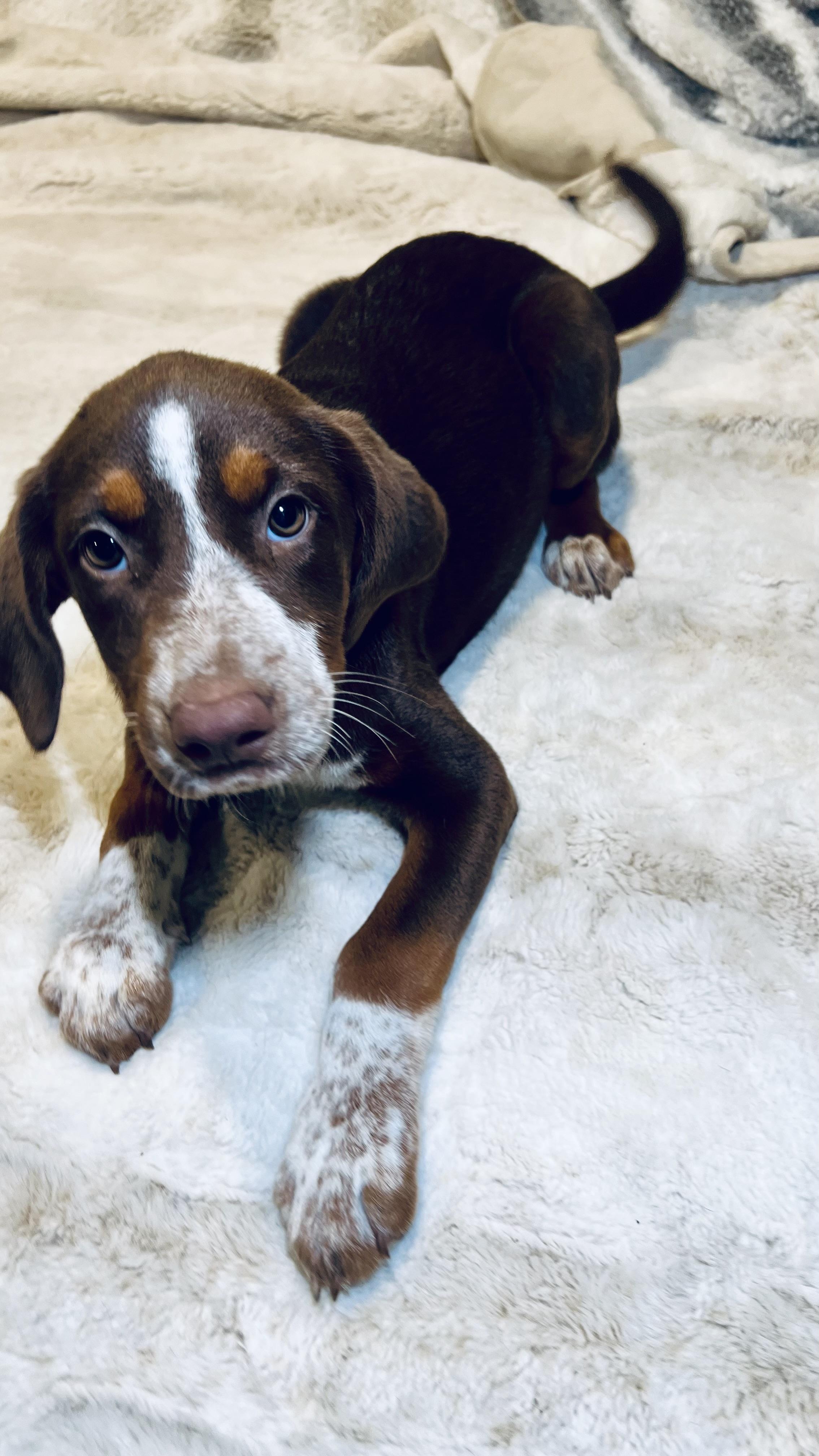 Ginger! Sweet and cuddly!, a Adopted mixed breed in Milford , NH image 2/6