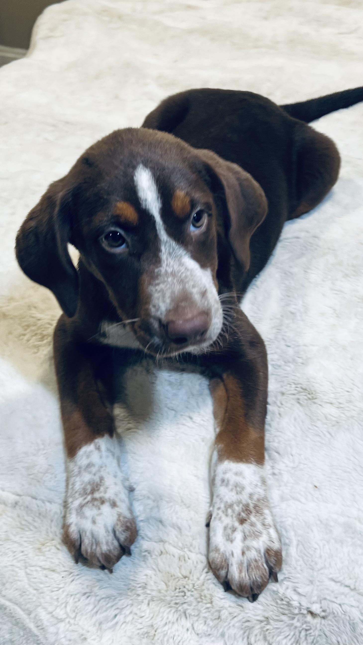 Ginger! Sweet and cuddly!, a Adopted mixed breed in Milford , NH image 3/6