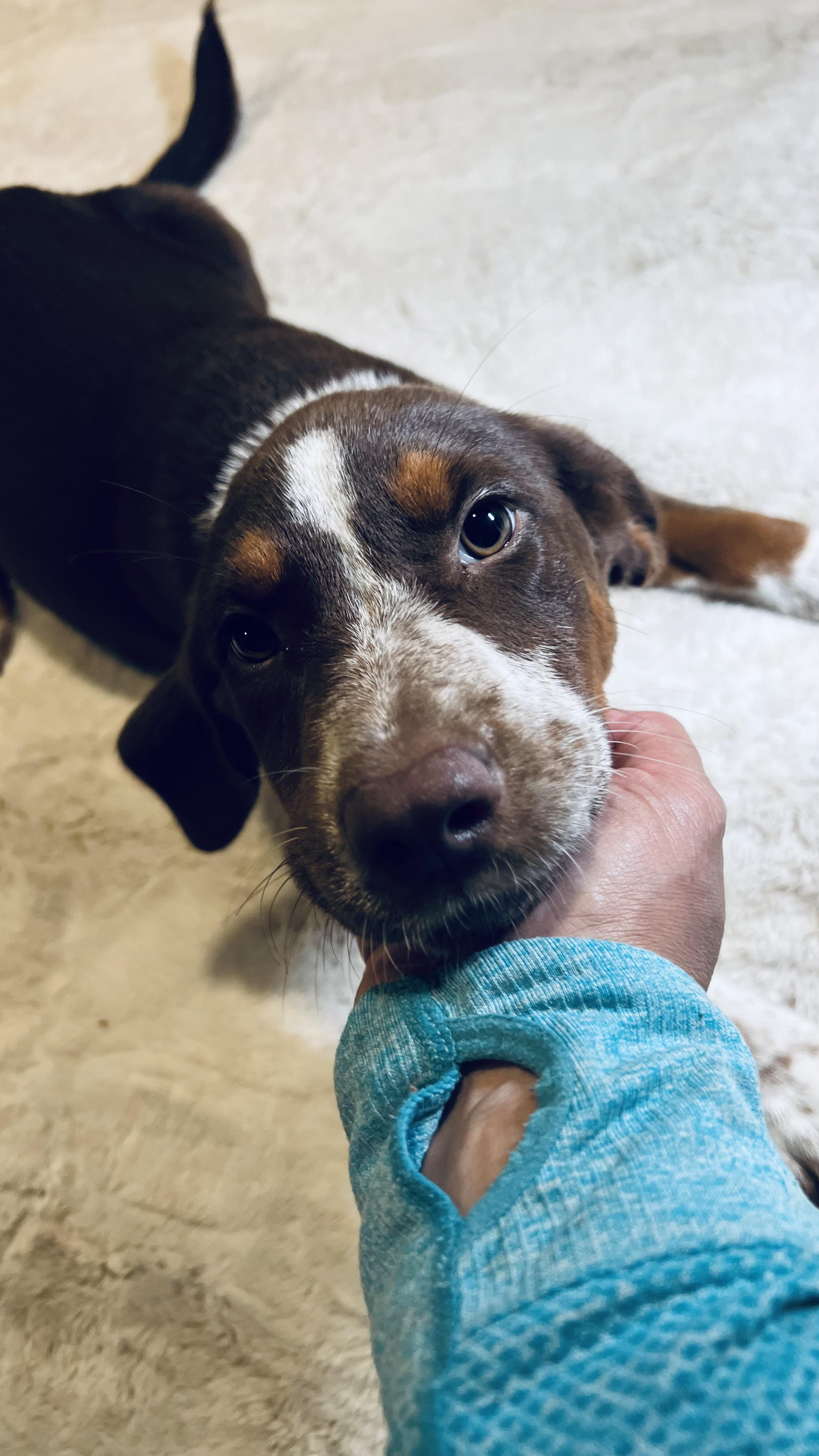 Ginger! Sweet and cuddly!, a Adopted mixed breed in Milford , NH image 4/6