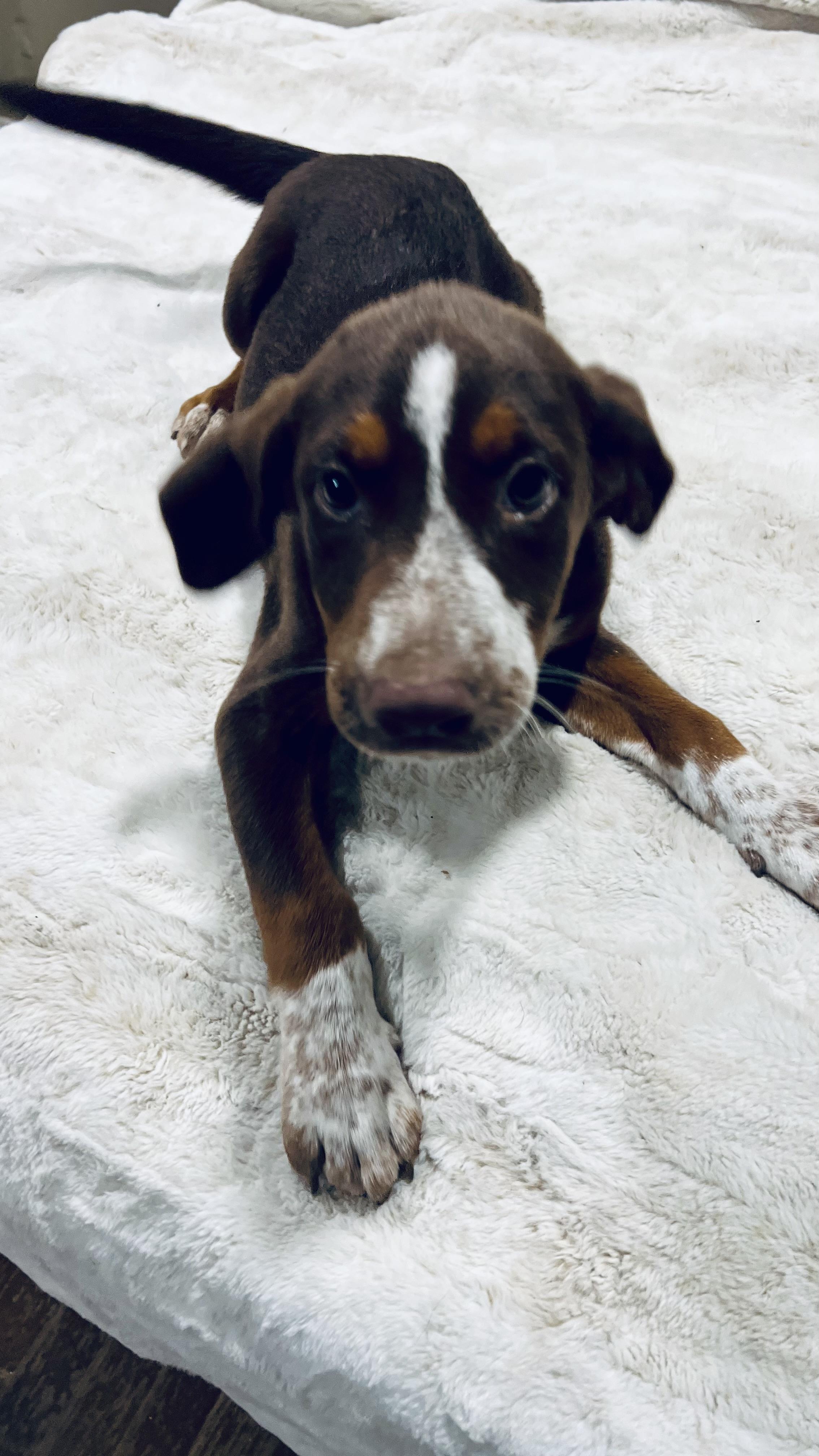 Ginger! Sweet and cuddly!, a Adopted mixed breed in Milford , NH image 5/6