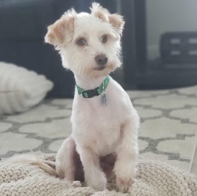 Enlarge Comet-ADOPT Me!!, a ADOPTABLE mixed breed in Redondo Beach, CA image 1/1