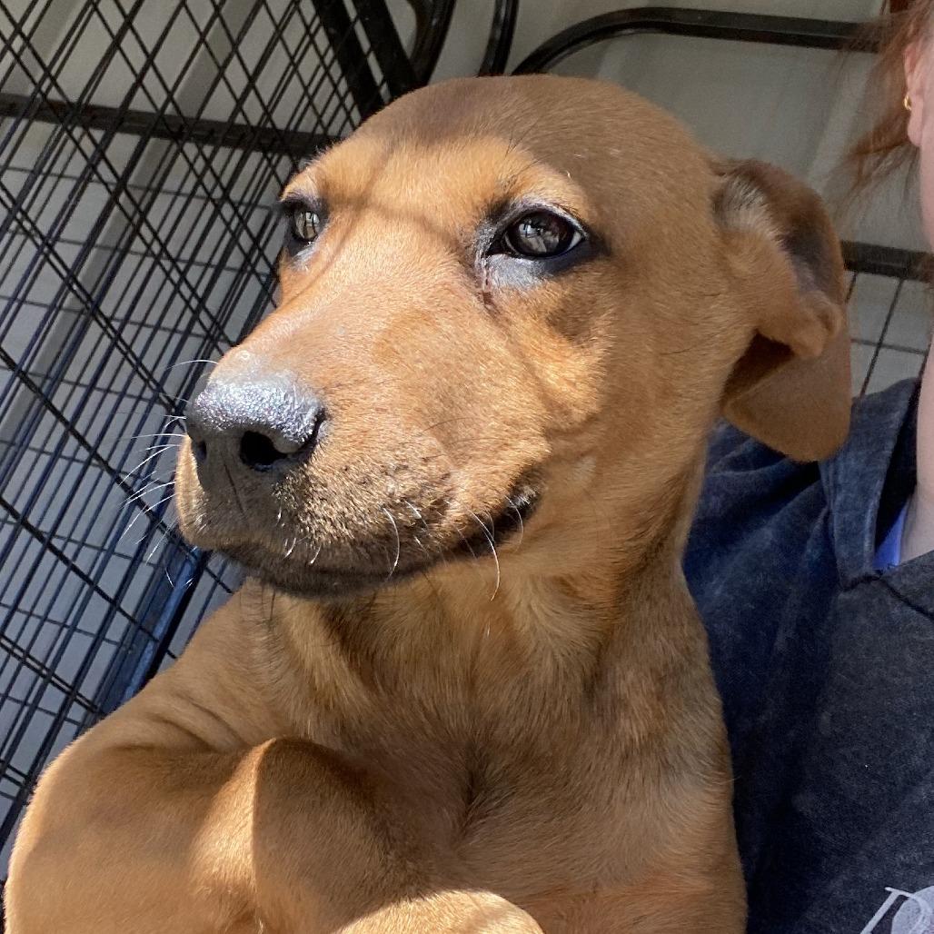Enlarge Scrappy - 020505U, a Adoptable mixed breed in Tupelo, MS image 1/3