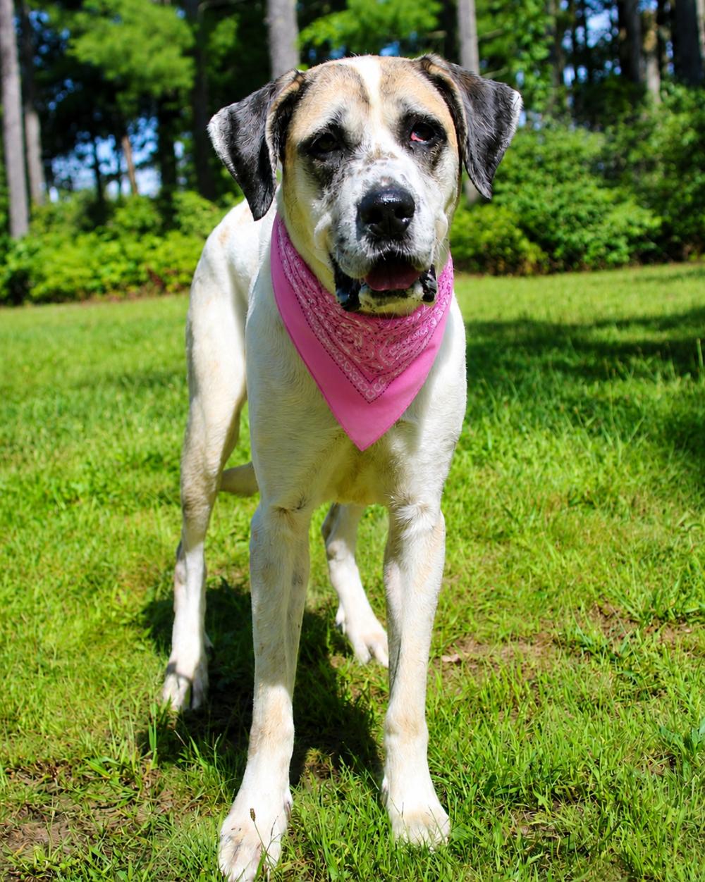 Enlarge Elsie, a ADOPTABLE mixed breed in Cheboygan, MI image 2/6