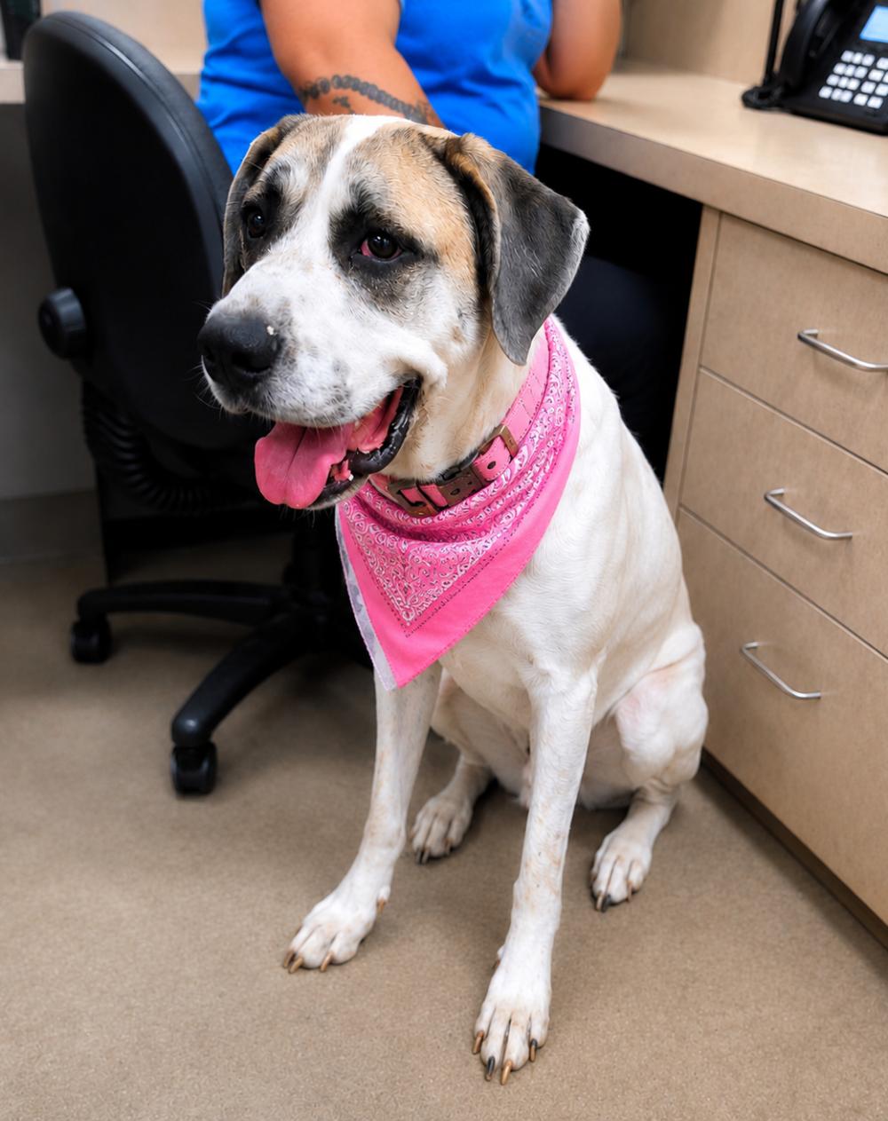 Enlarge Elsie, a ADOPTABLE mixed breed in Cheboygan, MI image 3/6