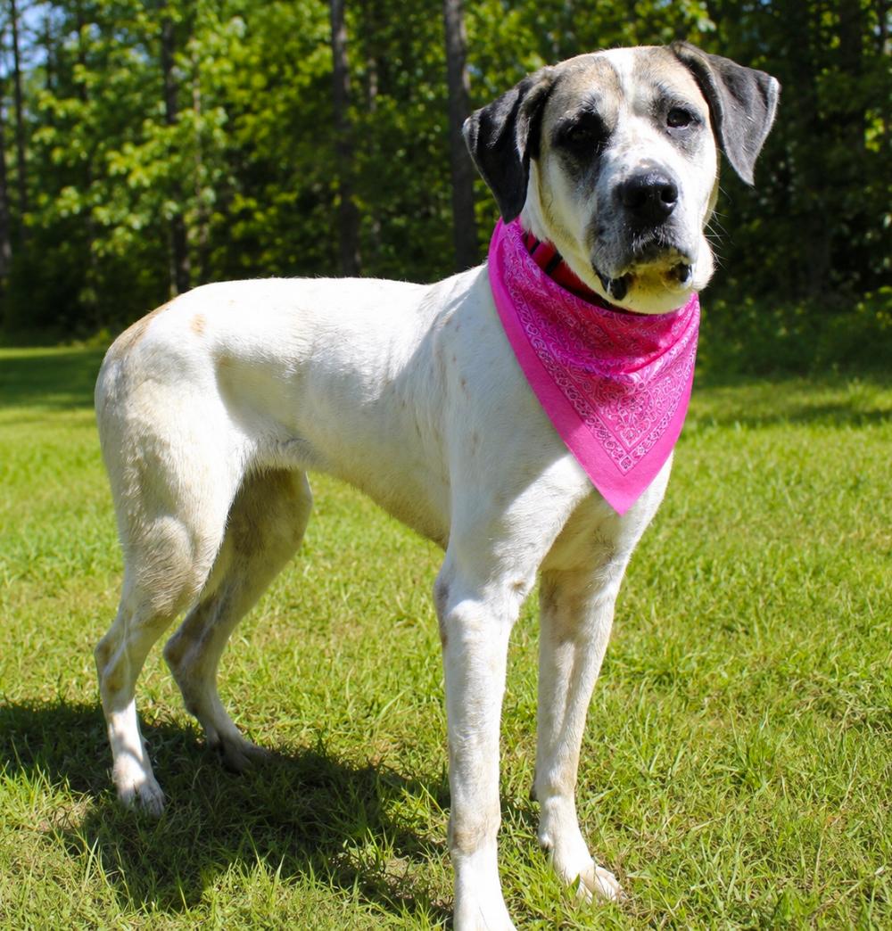 Enlarge Elsie, a ADOPTABLE mixed breed in Cheboygan, MI image 1/6