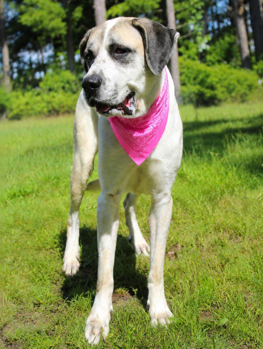 Enlarge Elsie, a ADOPTABLE mixed breed in Cheboygan, MI image 5/6