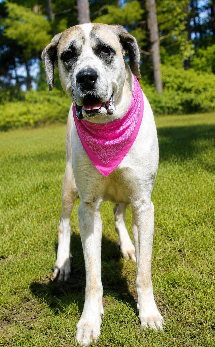 Enlarge Elsie, a ADOPTABLE mixed breed in Cheboygan, MI image 6/6