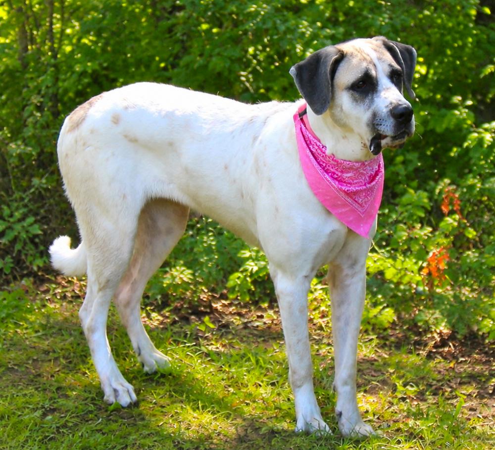 Enlarge Elsie, a ADOPTABLE mixed breed in Cheboygan, MI image 4/6