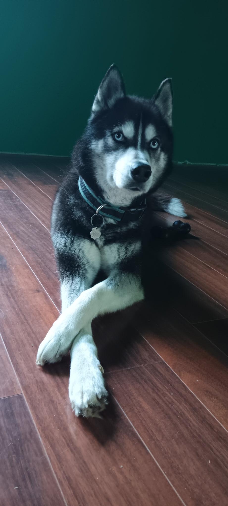 Thane, a ADOPTABLE Husky in Macomb, MI image 2/3