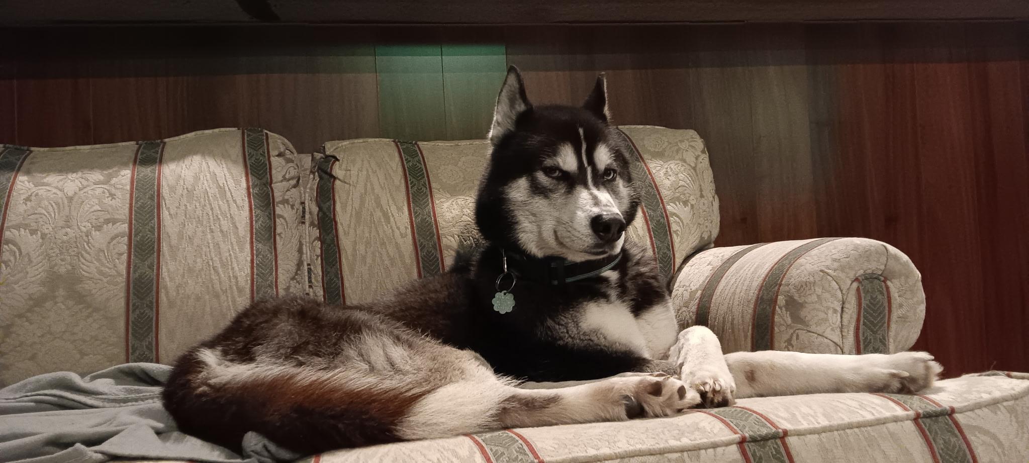 Thane, ADOPTABLE, Young Male Husky.