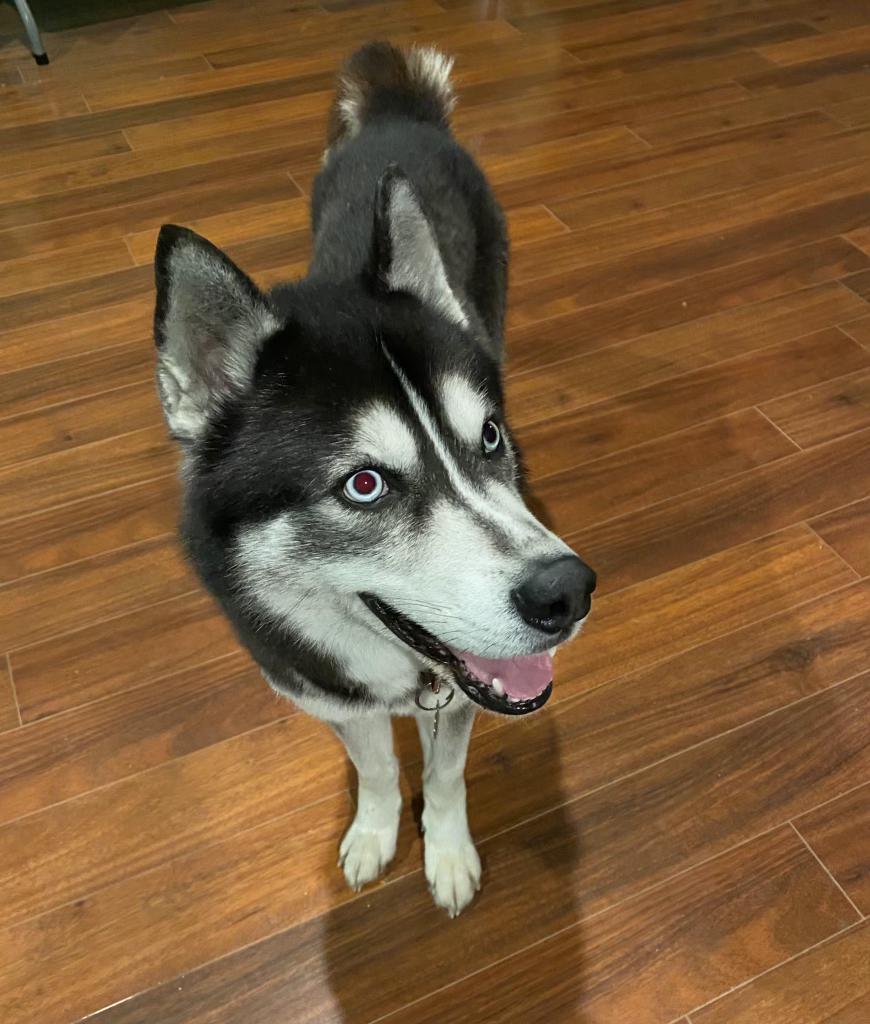 Thane, a ADOPTABLE Husky in Macomb, MI image 3/3