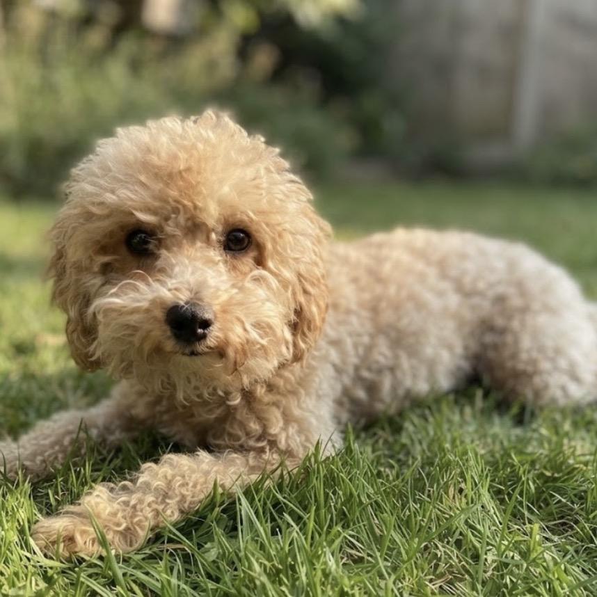 Enlarge Pumpkin, a Adoptable Poodle (Toy) in Baton Rouge, LA image 2/4
