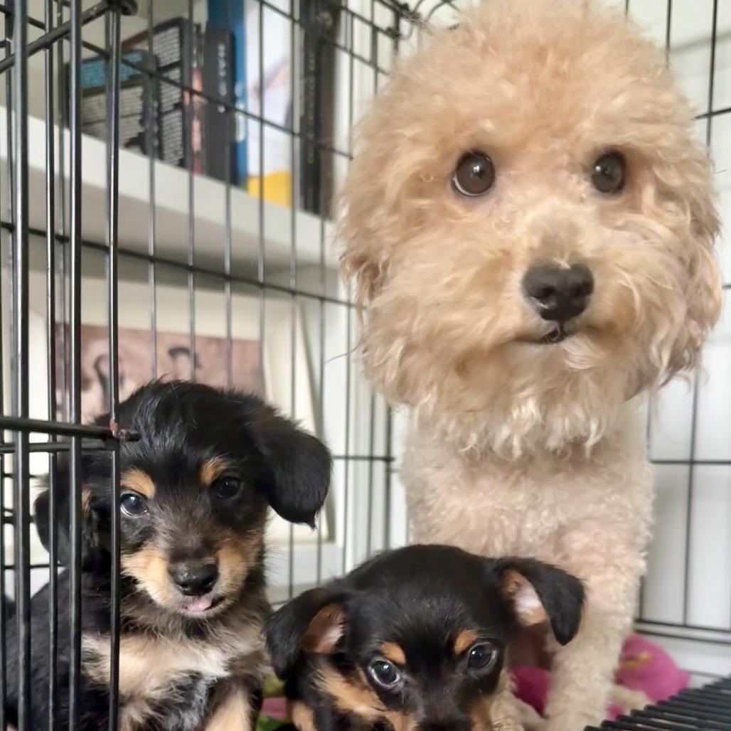 Enlarge Pumpkin, a Adoptable Poodle (Toy) in Baton Rouge, LA image 3/4