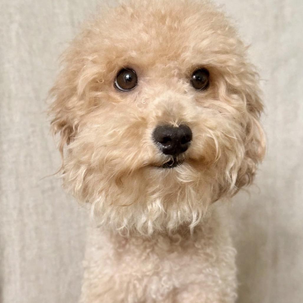 Enlarge Pumpkin, a Adoptable Poodle (Toy) in Baton Rouge, LA image 4/4