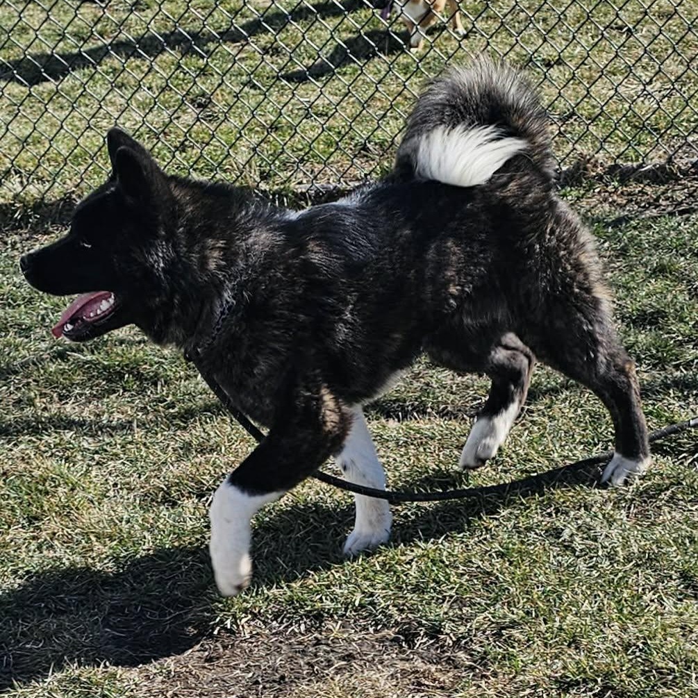 Enlarge Koby, a ADOPTABLE mixed breed in Plainfield, IL image 4/4