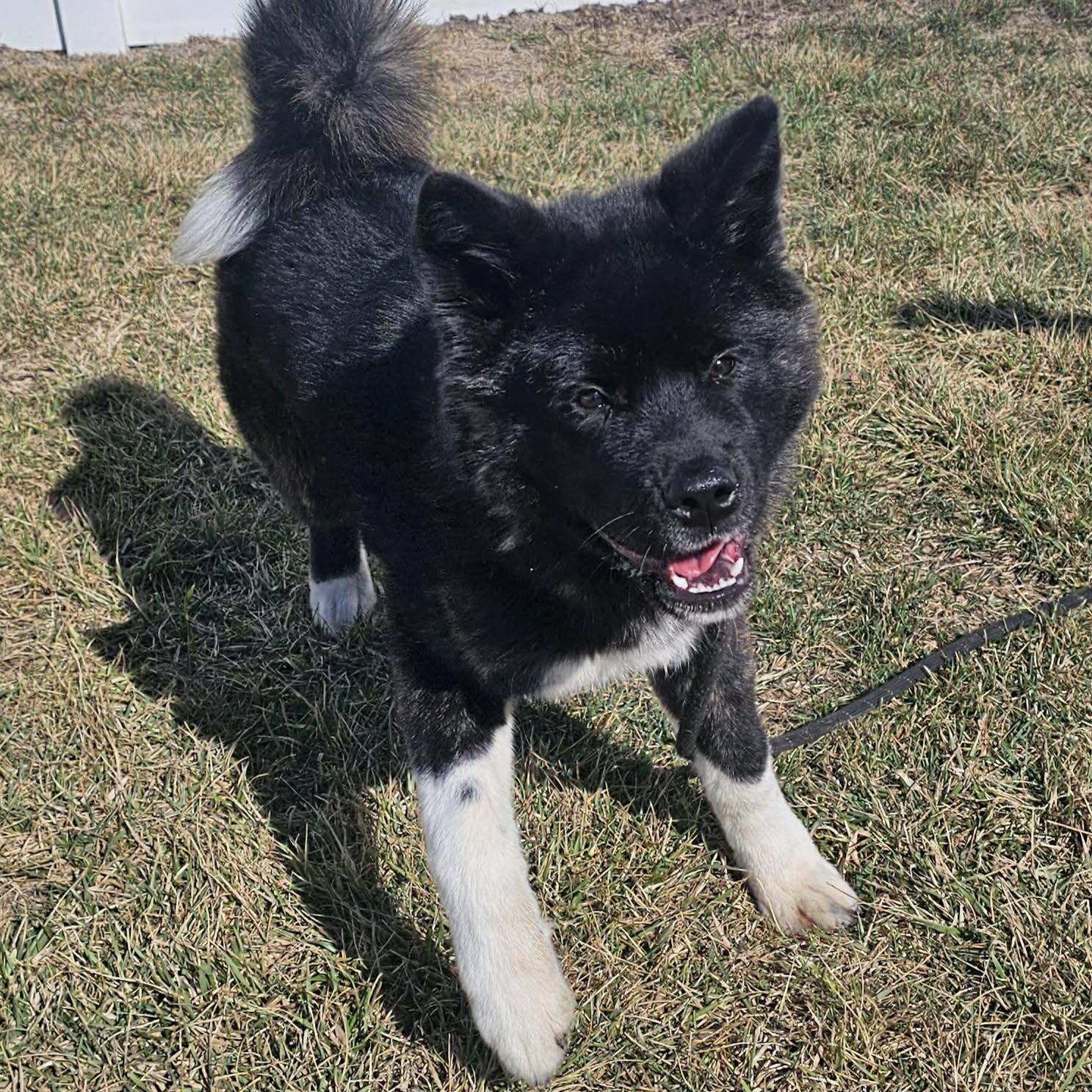 Enlarge Koby, a ADOPTABLE mixed breed in Plainfield, IL image 3/4