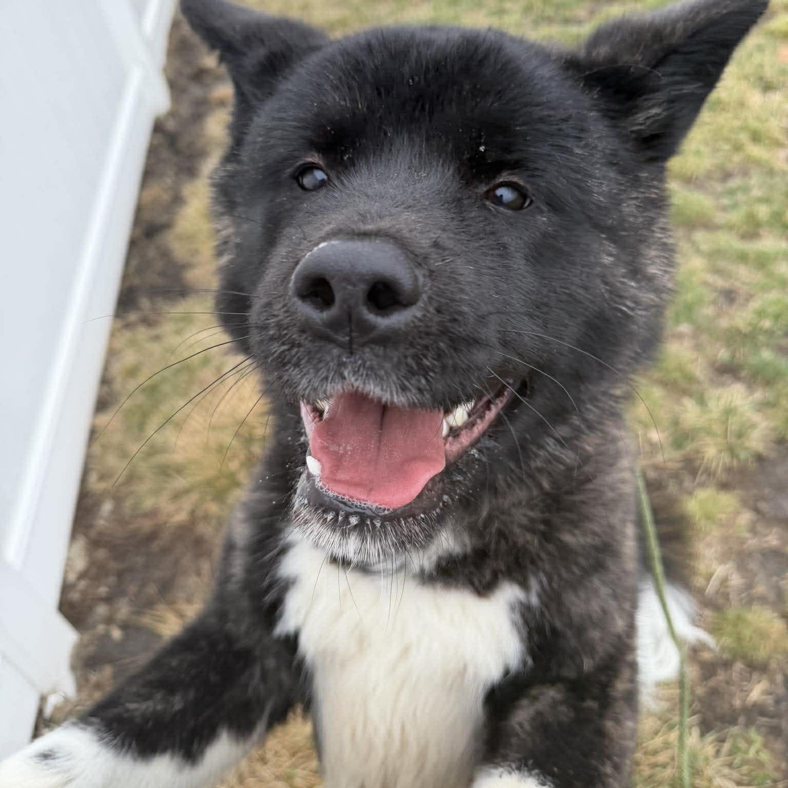 Enlarge Koby, a ADOPTABLE mixed breed in Plainfield, IL image 2/4