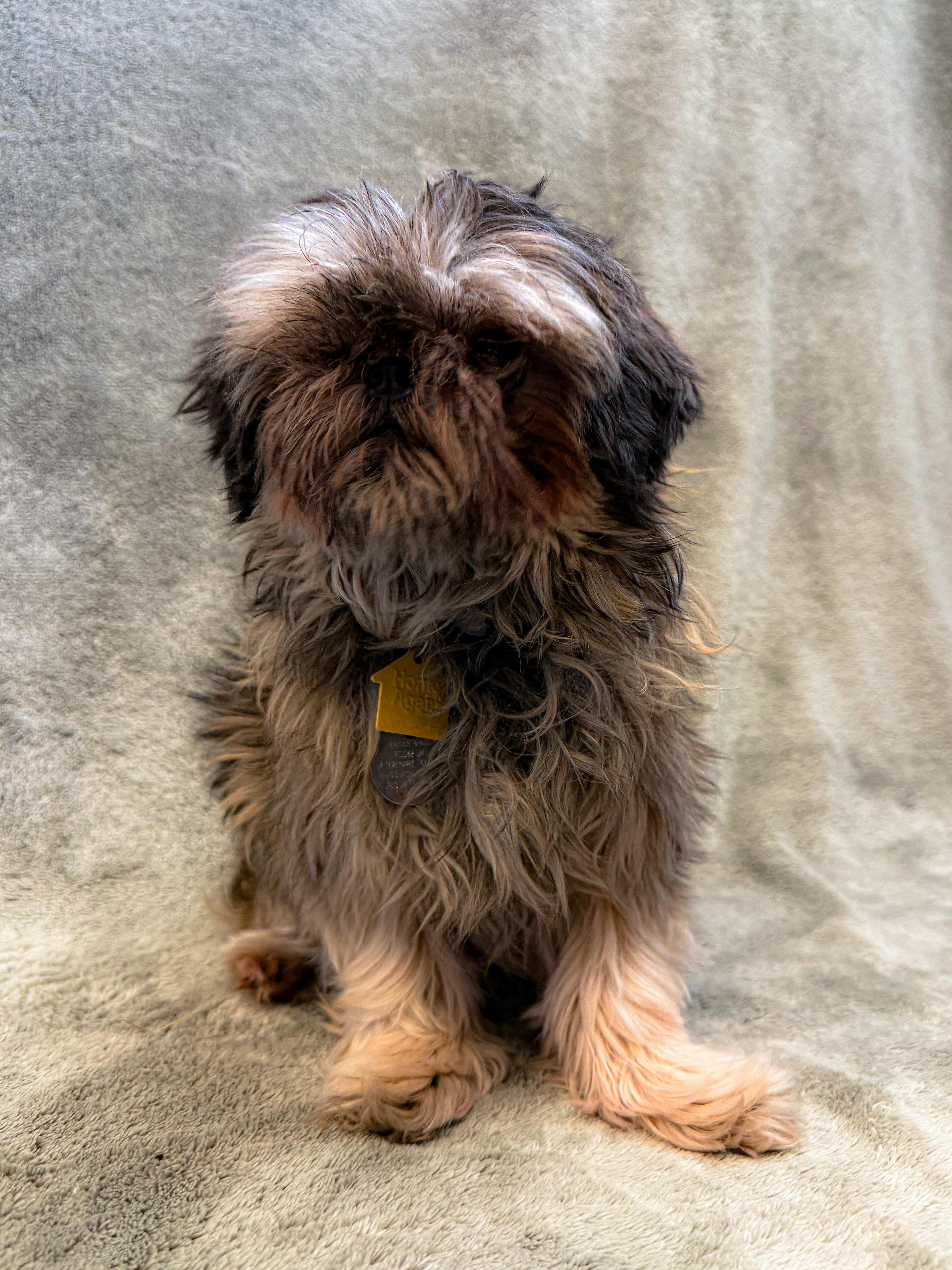 Enlarge Trixie, a ADOPTABLE Shih Tzu in Buffalo, MN image 1/1